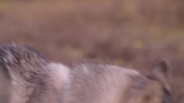 Güneşli bir günde heyecanlı bir dille hareket eden neşeli köpeğe yakın plan..