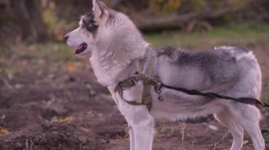 Husky mükemmel profilde duruyor, odaklanmış bir ifadeyle sakince uzaklığa bakıyor..