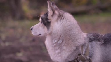 İri başların yan yana dönüp dikkatlice farklı yönlere baktığı yakın plan..
