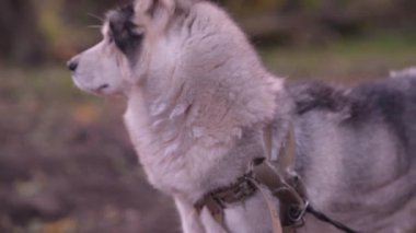 Uzağa bakan, sonra yavaşça kameraya doğru dönen iri yapılı köpek profili..