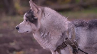 Uzağa bakan, sonra yavaşça kameraya doğru dönen iri yapılı köpek profili..