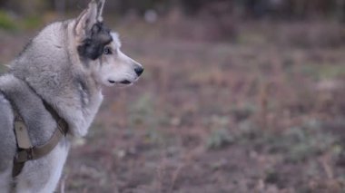 Uzağa bakan, sonra yavaşça kameraya doğru dönen iri yapılı köpek profili..