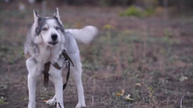 Bütün vücudun havlamasını, etrafa bakmak için duraksamasını, sonra tekrar havlamasını..