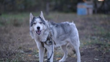 Bütün vücudun havlamasını, etrafa bakmak için duraksamasını, sonra tekrar havlamasını..