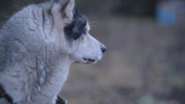 Uzağa bakan, sonra yavaşça kameraya doğru dönen iri yapılı köpek profili..