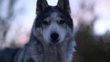 Husky dudaklarını yalıyor, kameraya bakıyor, sonra havlıyor ve geri dönüyor..