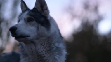 Bir ulumaya izin vermeden önce, kabukluların başları keskin bir şekilde yan yana dönüyor..