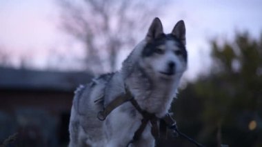 Husky köpek hareketsiz duruyor, yana bakıyor, sonra kameraya doğru dönerken uluyor..