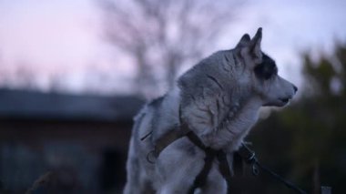 Alacakaranlıkta havlayan ve uluyan köpeklerin yakın çekimi, doğrudan kameraya bakıyor..