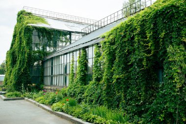 Vahşi sarmaşıklarla süslenmiş eski bir seranın cam binası..