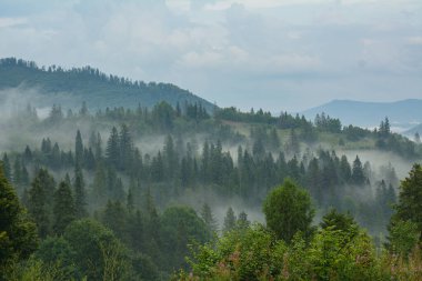 Dağlarda sabah sisi: Yaz günü bulutlarda orman