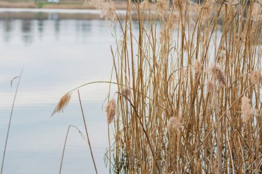 Many dry reed stalks stand in water - bright abstract natural background