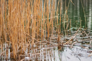 Many dry reed stalks stand in water - bright abstract natural background