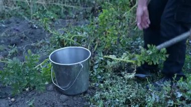 A man manually digs potatoes in his garden with a shovel - the concept of organic farming, farming, self-sufficiency, hard work