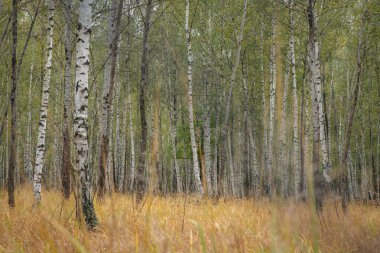 Kuru altın çimlerle çevrili uzun beyaz gövdeli ve yeşil yapraklı bir huş ağacı ormanı. Doğal orman manzarası, dikey ağaç çizgileri ve yumuşak ışıkla sakin bir sonbahar atmosferi yaratır..