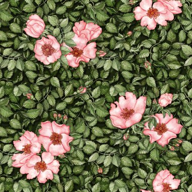 Botanik desensiz, suluboya elle boyanmış yabani güller. Duvar kağıdı, tekstil, ambalaj kağıdı veya yapıştırma kitabı kullanımı.