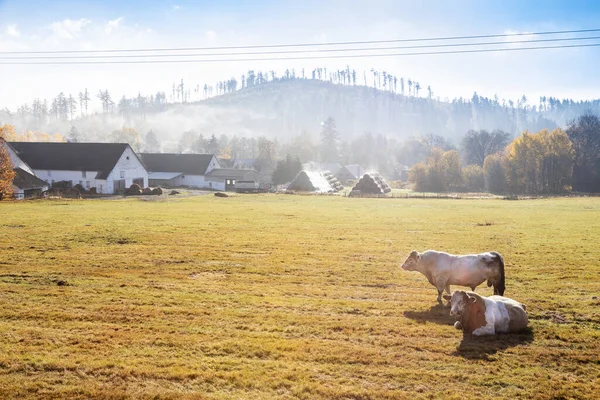 Kyr Beite Økologisk Landbruk Jesenikyfjell Tsjekkia – stockfoto