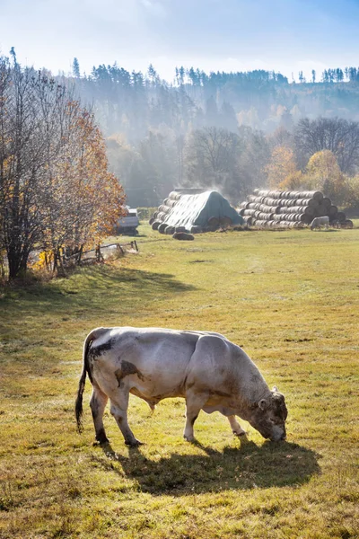 Vacas Pastoreo Granja Ecológica Montañas Jeseniky República Checa — Foto de Stock