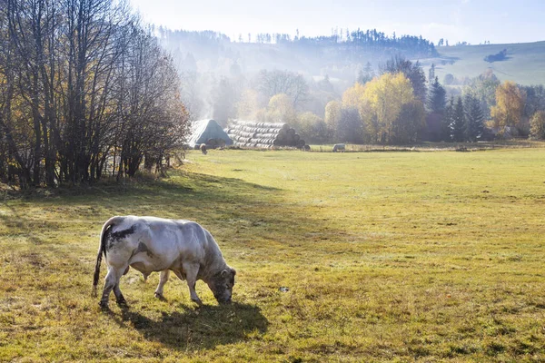 Sapi Padang Rumput Pertanian Ekologi Pegunungan Jeseniky Republik Ceko — Stok Foto