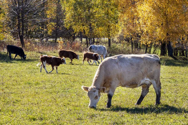 Krávy Pastvinách Ekologická Farma Jeseníky Česká Republika — Stock fotografie