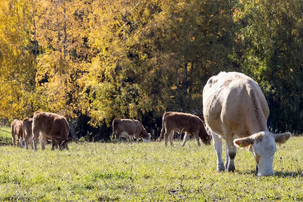 Vacas Pastoreo Granja Ecológica Montañas Jeseniky República Checa — Foto de Stock