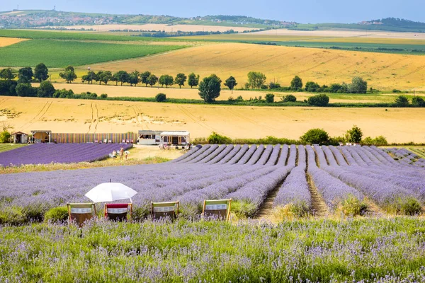 stock image Lavender farm Starovicky village, South Moravia, Czech republic