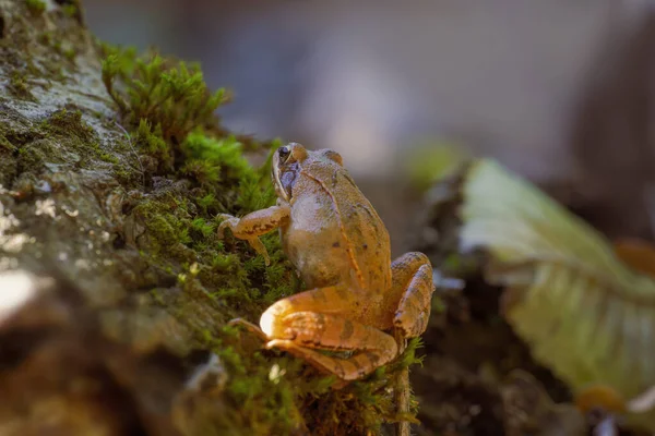 Brown Frog Sits Deciduous Forest — стоковое фото