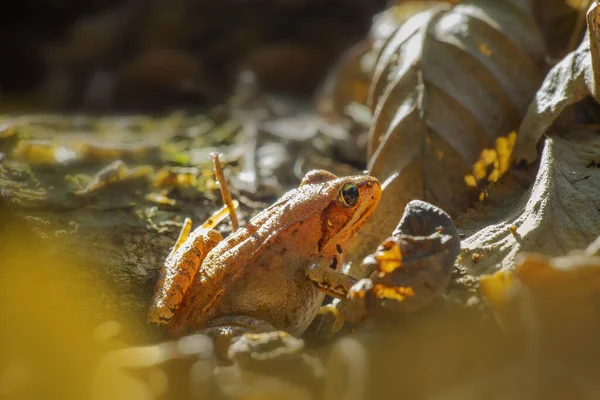 Brown Frog Sits Deciduous Forest — Stock fotografie