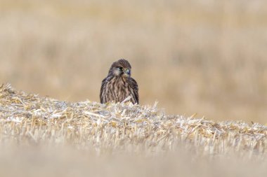 a kestrel perches on a harvested wheat field in summer