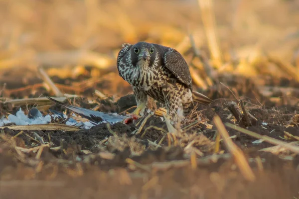Peregrine Falcon Sits Harvested Wheat Field Eats Its Prey — Stockfoto