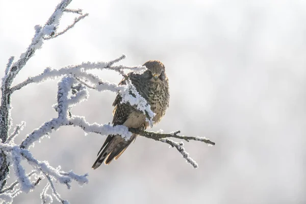 Kestrel Perches Snowy Branch Tree Winter — Stock Photo, Image