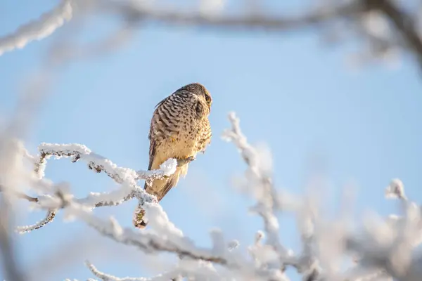 Kestrel Sedí Zasněžené Větvi Stromě Zimě — Stock fotografie