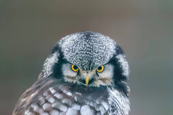 Hawk Owl Keeps Eye Out Prey Forest — Stockfoto