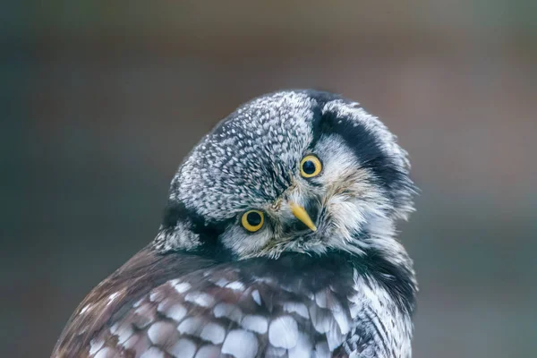 Hawk Owl Keeps Eye Out Prey Forest — Stockfoto
