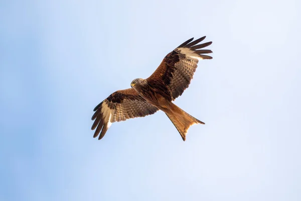 Ein Rotmilan Fliegt Blauen Himmel Auf Der Suche Nach Beute — Stockfoto