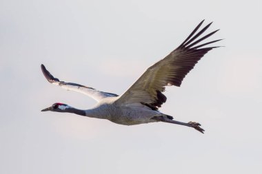 one crane fly in the blue sky in spring