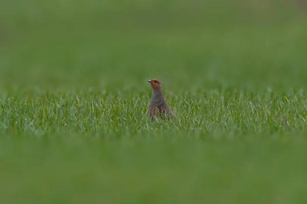Small Partridge Looks Out Green Wheat Field Spring — Photo