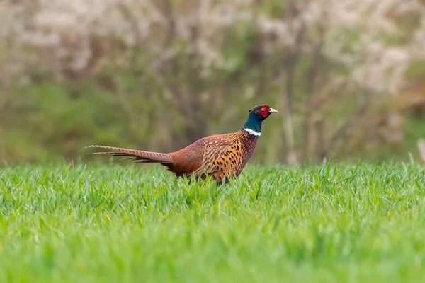 Pheasant Rooster Green Field Spring —  Fotos de Stock