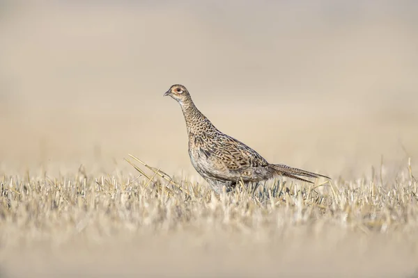 Pheasant Hen Harvested Wheat Field Summer —  Fotos de Stock