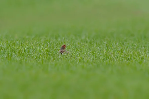 Small Partridge Looks Out Green Wheat Field Spring — Foto de Stock
