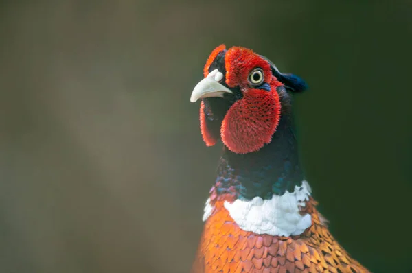 Portrait Pheasant Rooster — Φωτογραφία Αρχείου