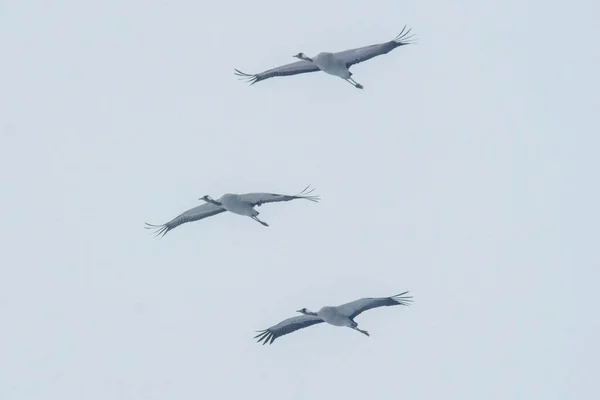 Two Cranes Fly Blue Sky Spring — Stock fotografie