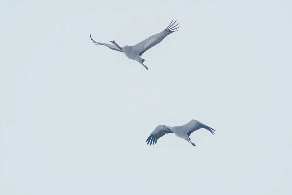 Two Cranes Fly Blue Sky Spring — Stock fotografie