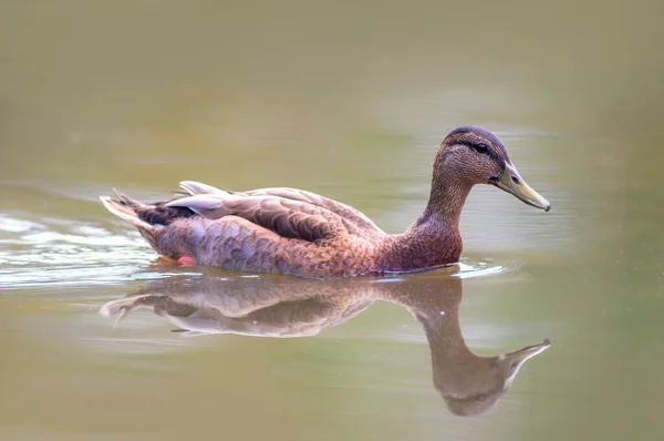 Mallard Swims Pond — стоковое фото
