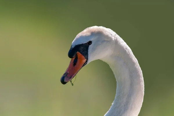 Portrait Adult Swan — Φωτογραφία Αρχείου
