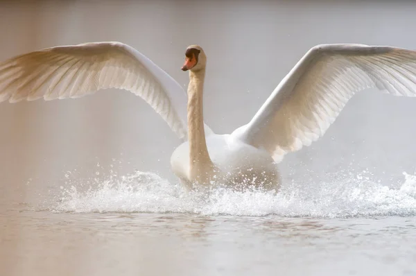 Adult Swan Landing Lake — Fotografia de Stock