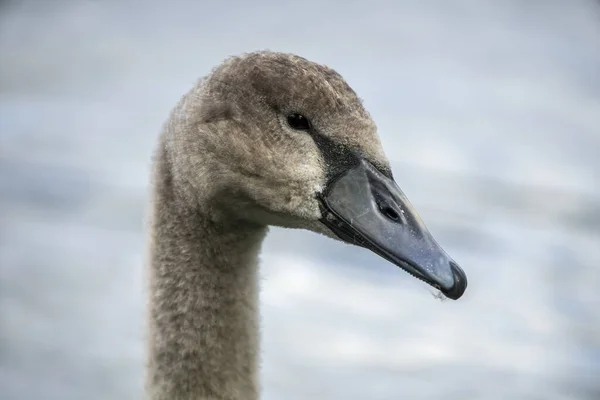 Portrait Young Swan — Fotografia de Stock
