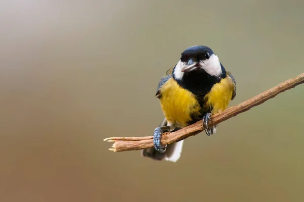 Great Tit Sits Branch Spring — Foto Stock