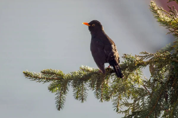 黒い鳥が枝の上に座っている — ストック写真