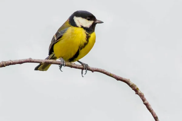 Great Tit Sits Branch Spring — Stock fotografie